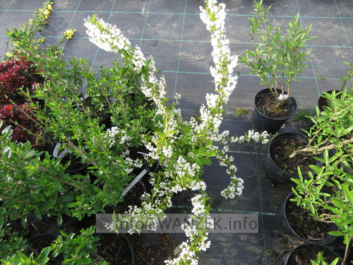 Deutzia gracilis - 01.JPG